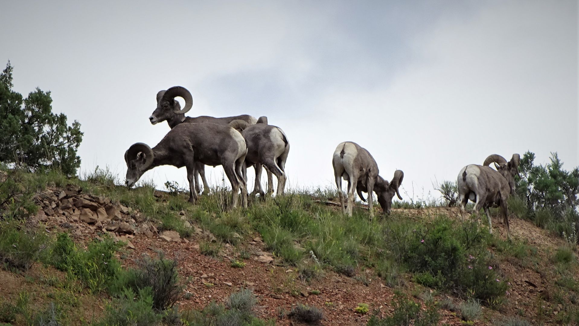 Bighorn Rams
